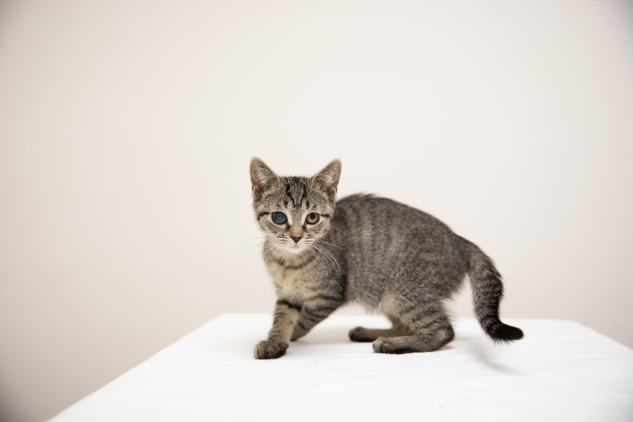 Enlarge Shoe, a Adoptable Domestic Short Hair in Montclair, NJ image 2/6