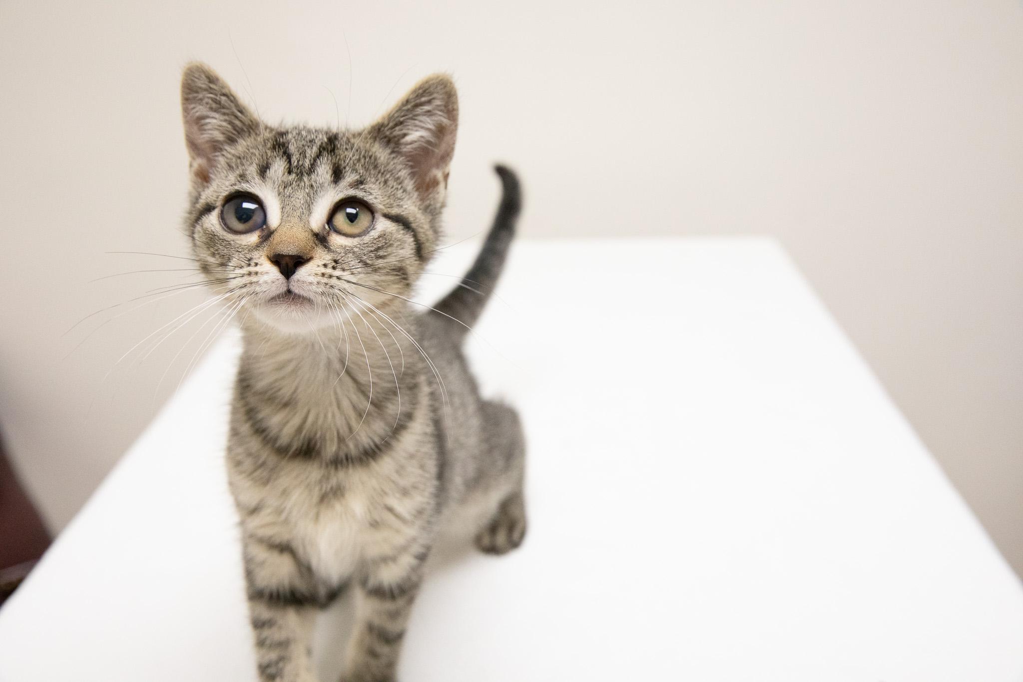 Enlarge Shoe, a Adoptable Domestic Short Hair in Montclair, NJ image 3/6