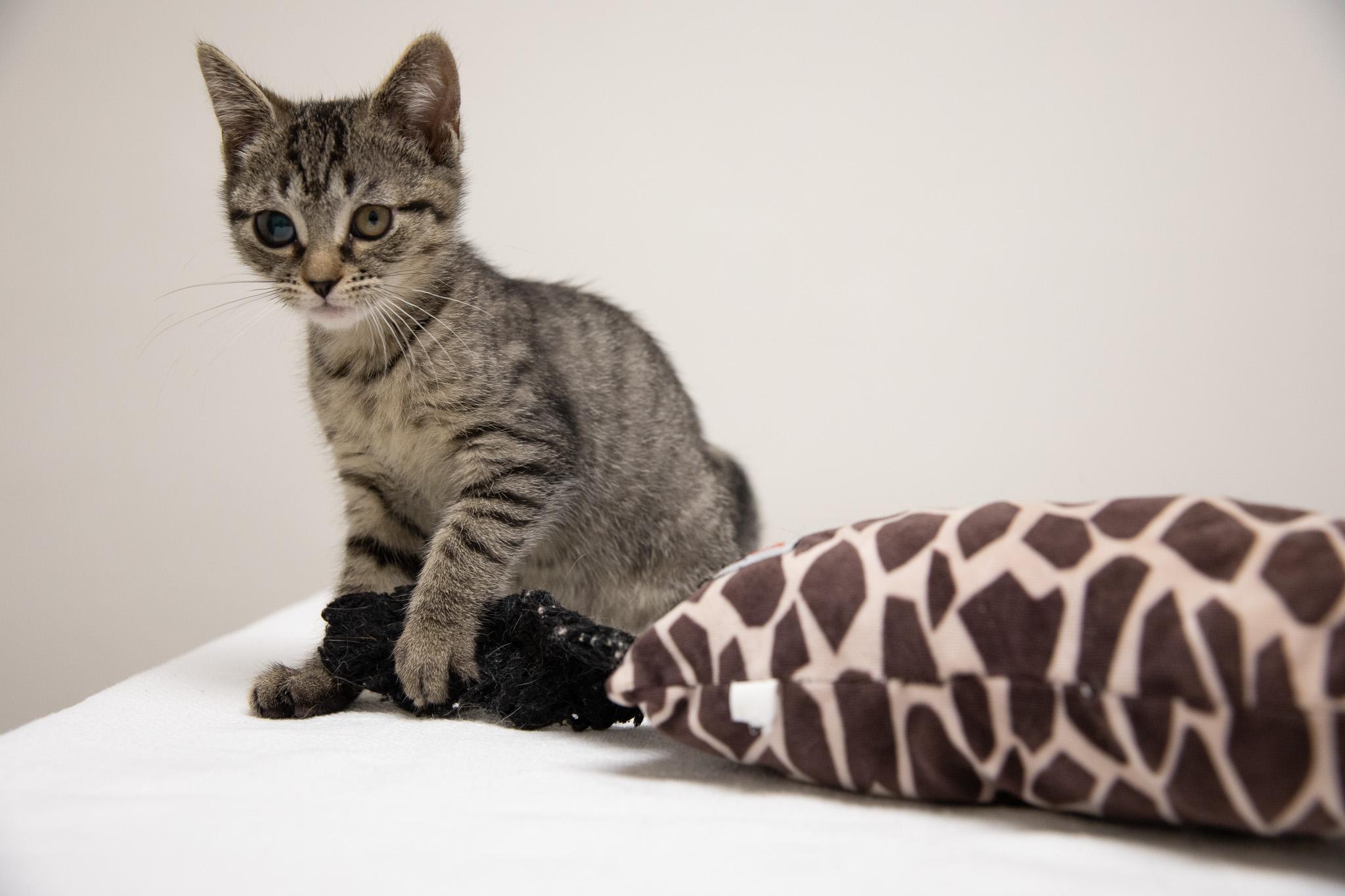 Enlarge Shoe, a Adoptable Domestic Short Hair in Montclair, NJ image 4/6