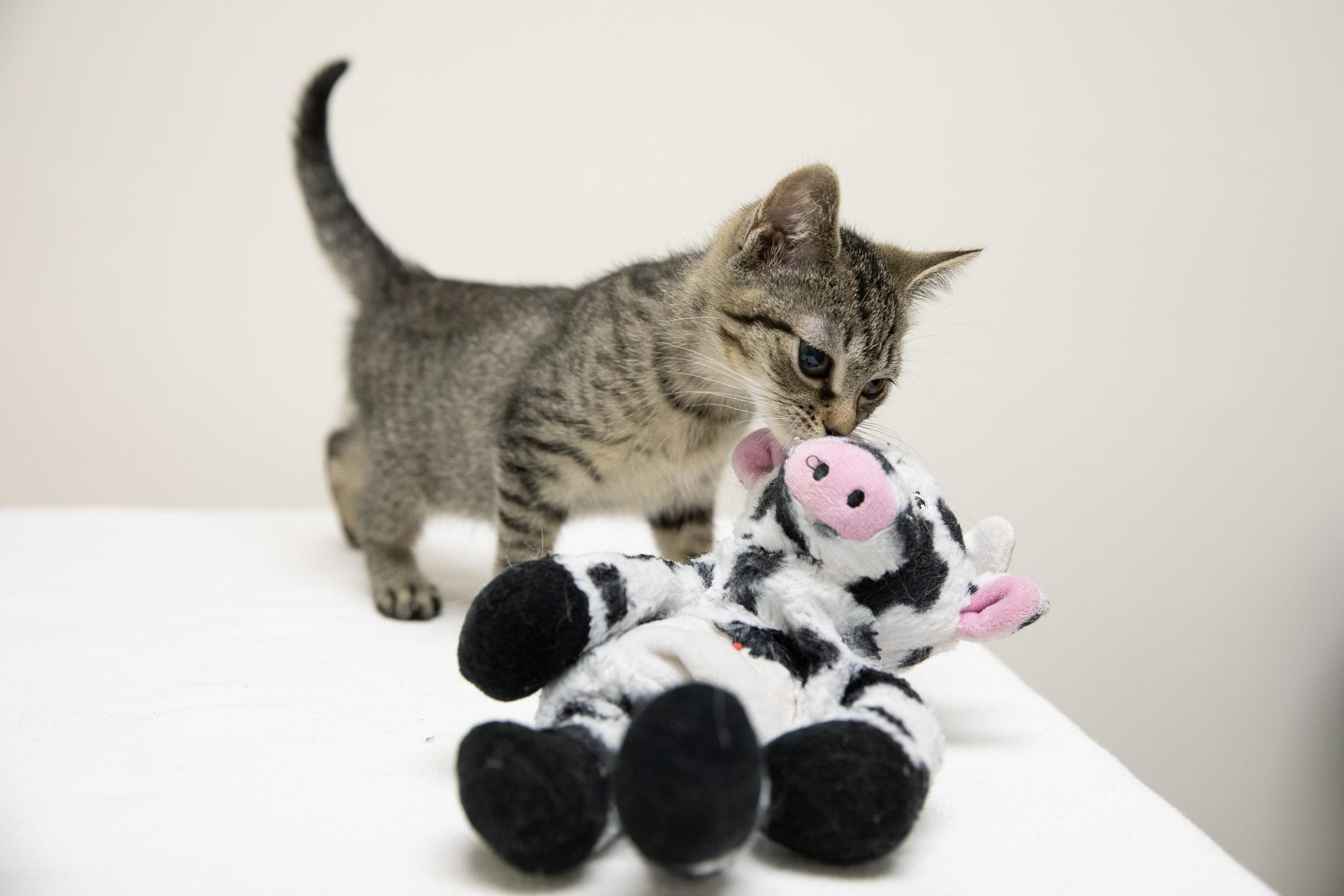 Enlarge Shoe, a Adoptable Domestic Short Hair in Montclair, NJ image 5/6