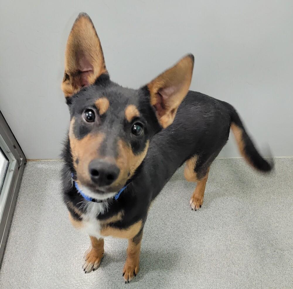 Tank, a Adoptable mixed breed in Wellington, KS image 1/5