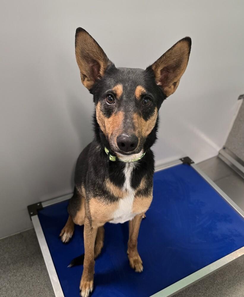 Tank, a Adoptable mixed breed in Wellington, KS image 2/5