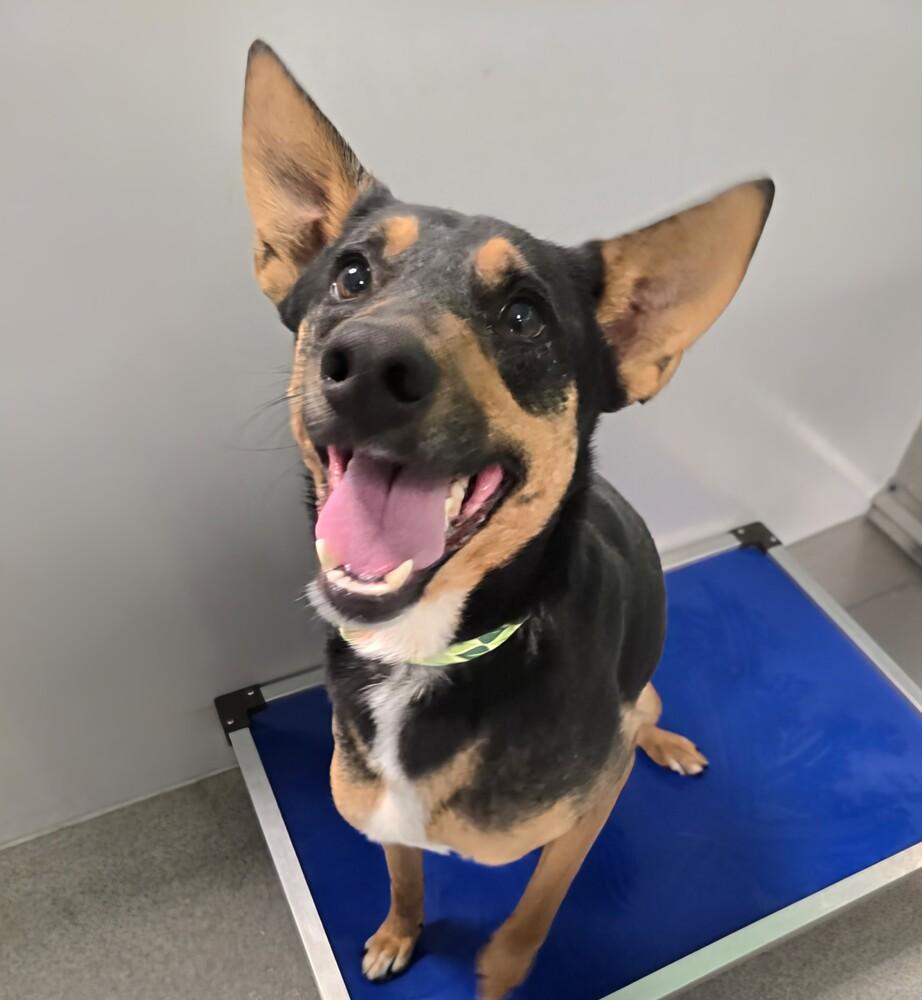 Tank, a Adoptable mixed breed in Wellington, KS image 3/5