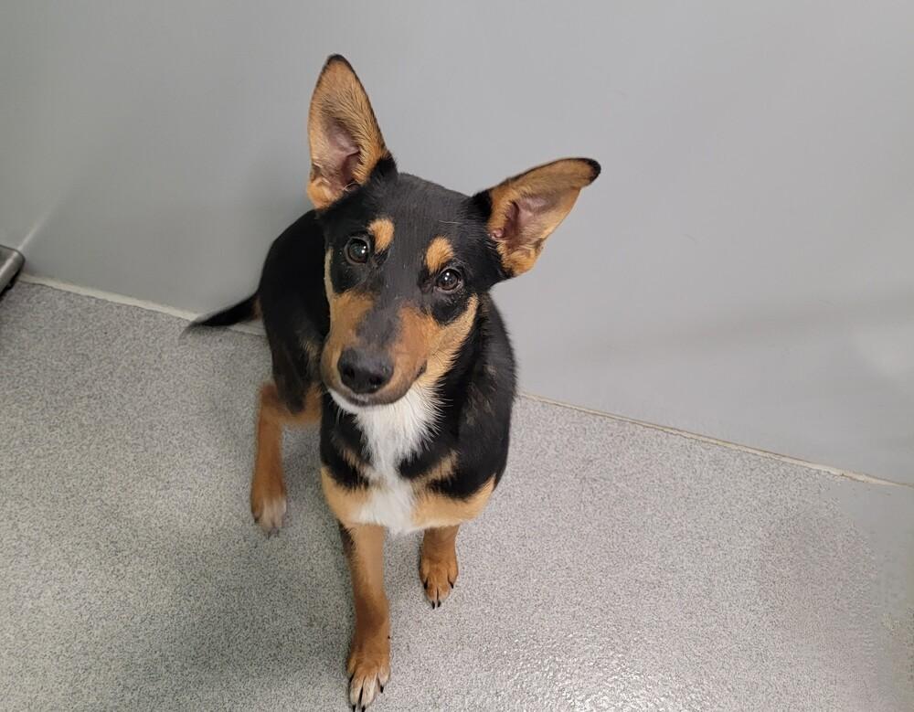 Tank, a Adoptable mixed breed in Wellington, KS image 4/5