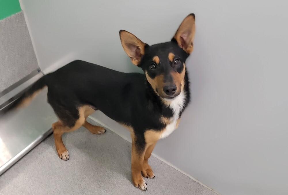 Tank, a Adoptable mixed breed in Wellington, KS image 5/5