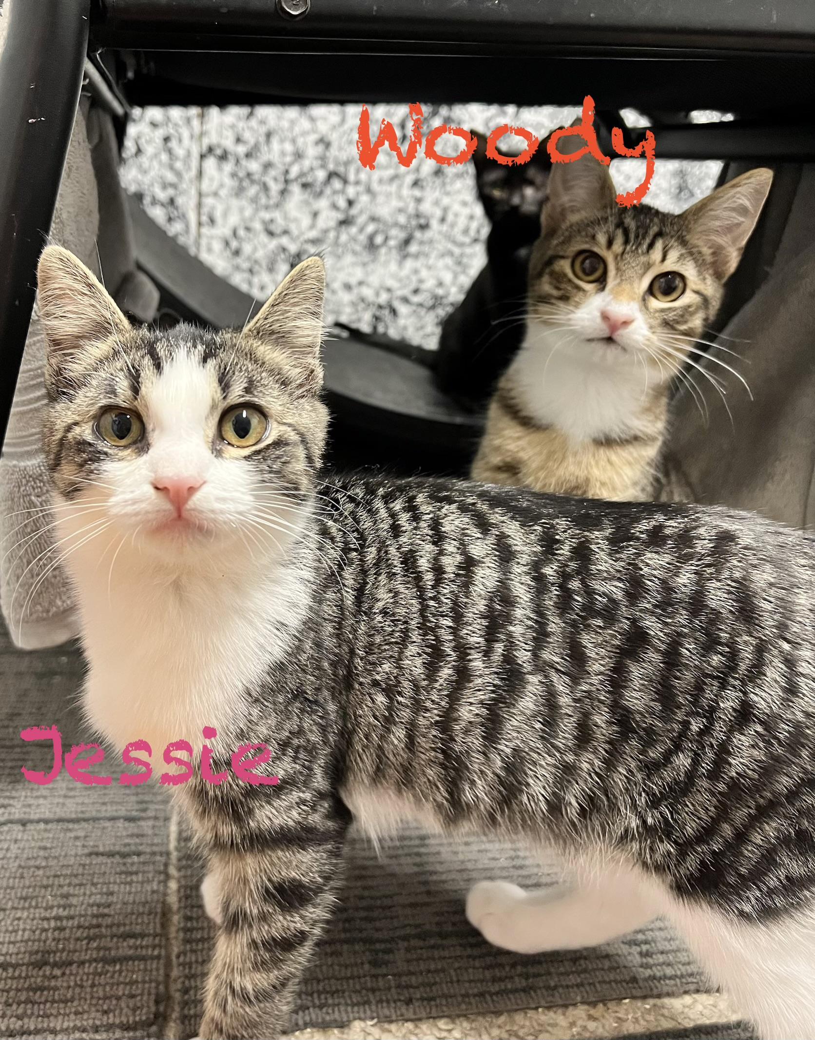 Jessie the cat-wheel sprinter!, a Adoptable mixed breed in The Dalles, OR image 3/6