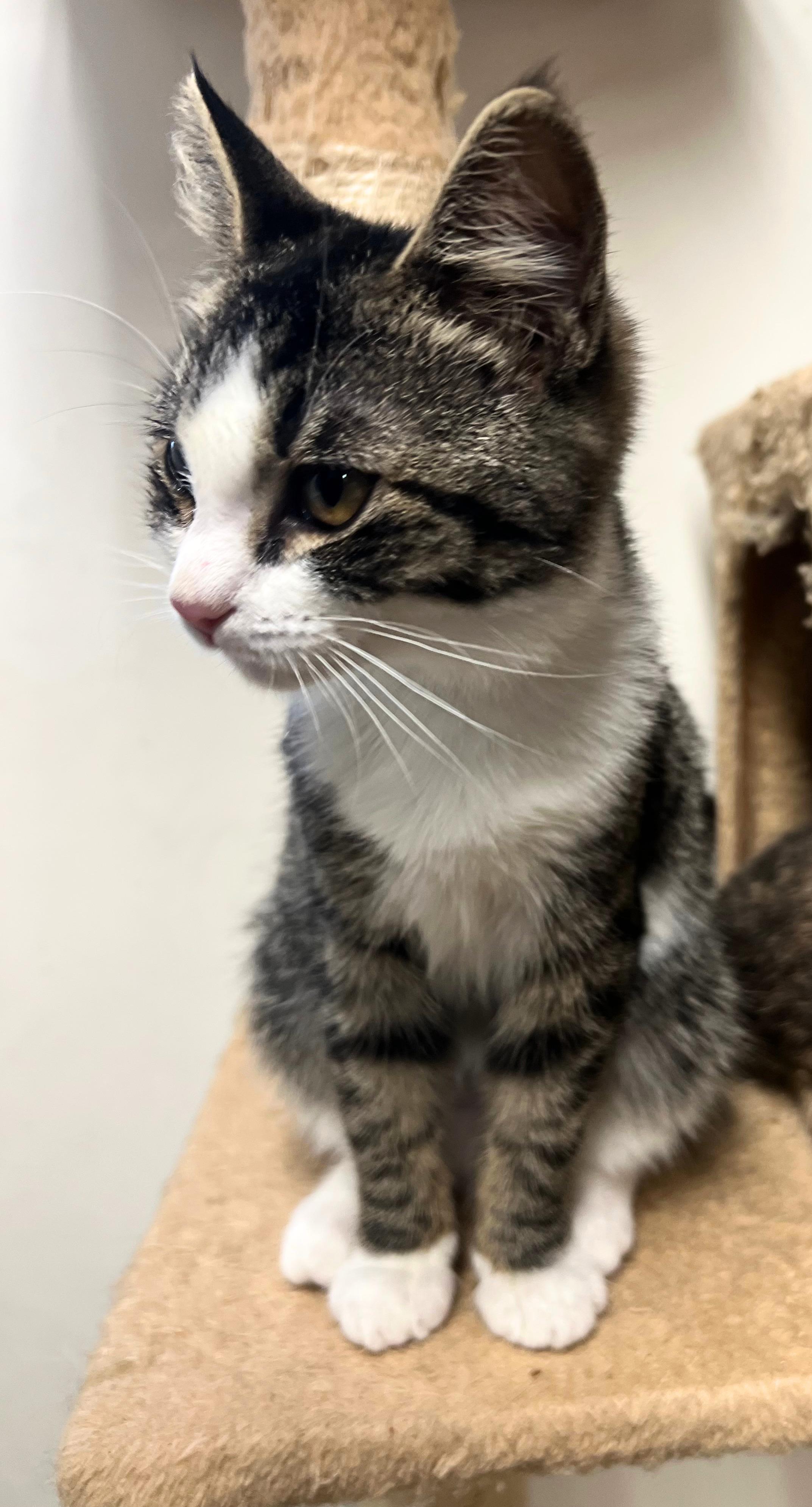 Jessie the cat-wheel sprinter!, Adoptable, Kitten Female American Shorthair & Chausie.