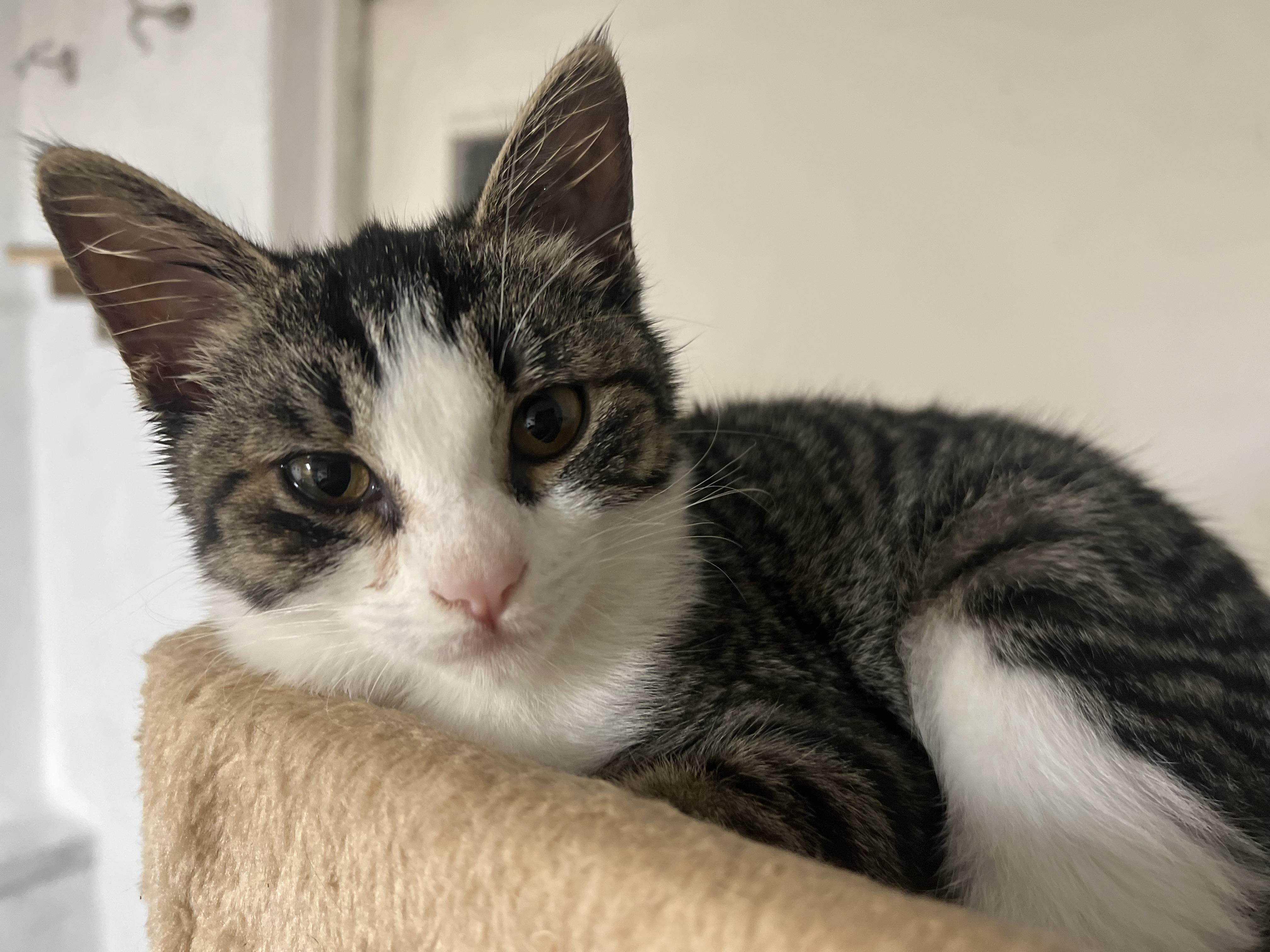 Jessie the cat-wheel sprinter (Bonded pair- Woody), adoptable, Young Female American Shorthair & Chausie.