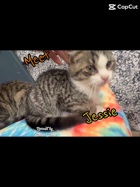 Enlarge Jessie the cat-wheel sprinter!, a Adoptable mixed breed in The Dalles, OR video 5/6