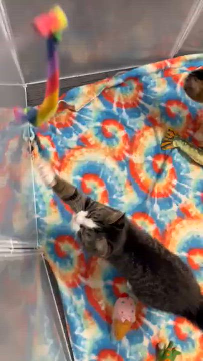 Enlarge Jessie the cat-wheel sprinter!, a Adoptable mixed breed in The Dalles, OR video 6/6