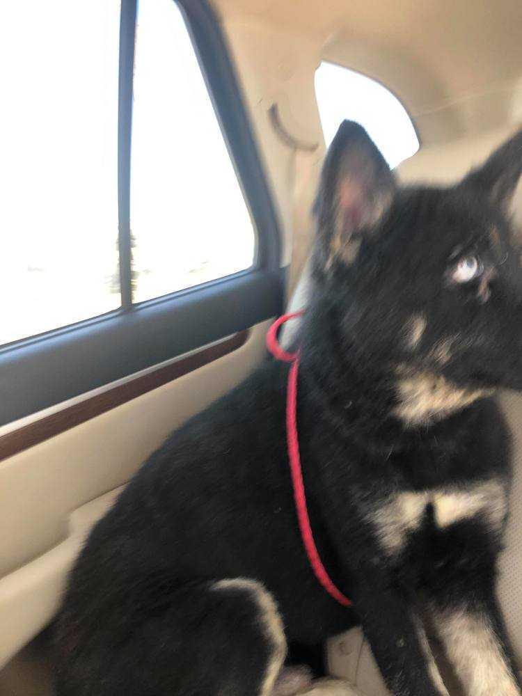 Kovu, Adoptable, Adult Male German Shepherd Dog.