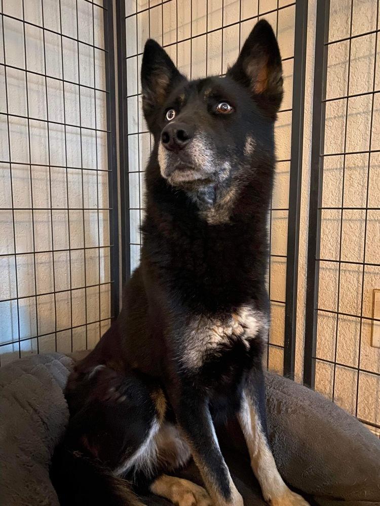 Enlarge Kovu, a Adoptable mixed breed in Sealy, TX image 2/5