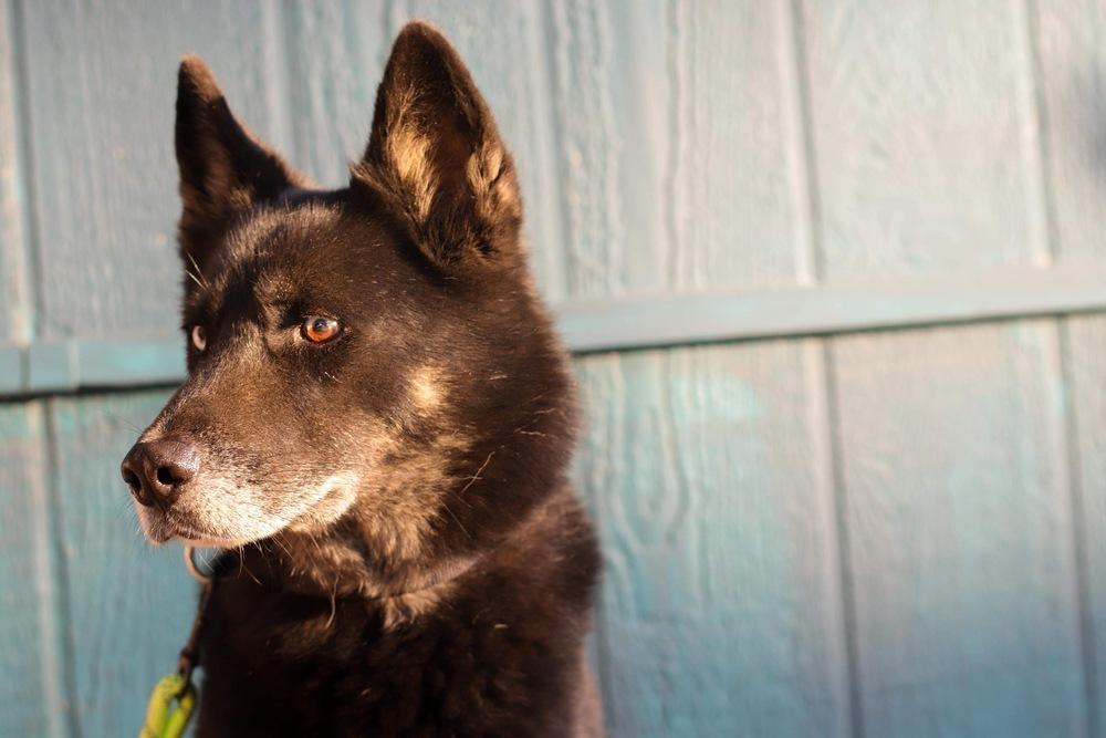 Enlarge Kovu, a Adoptable mixed breed in Sealy, TX image 3/5