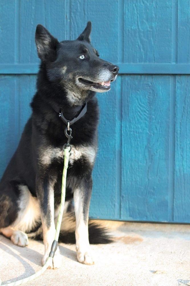 Enlarge Kovu, a Adoptable mixed breed in Sealy, TX image 4/5