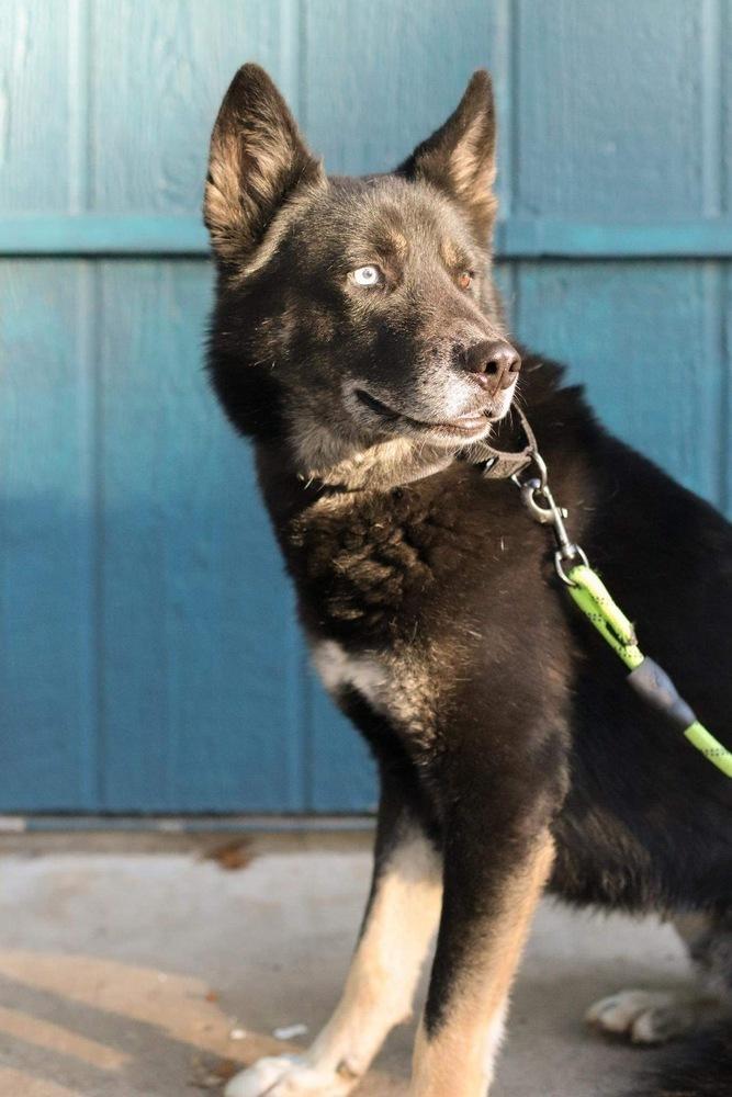 Enlarge Kovu, a Adoptable mixed breed in Sealy, TX image 5/5