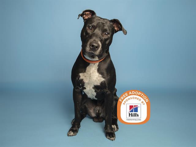 Enlarge OSCAR, a Adoptable mixed breed in Phoenix, AZ image 1/1
