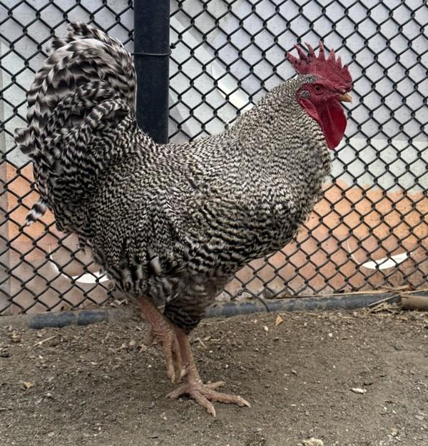 Lizzo, Adoptable, Young Male Chicken.