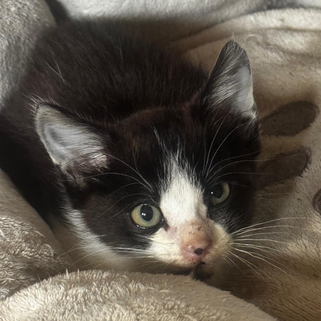 Gilligan, a Adoptable Domestic Short Hair in Starkville, MS image 1/2