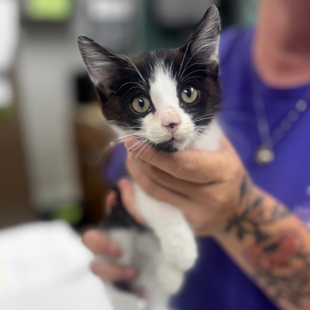 Gilligan, a Adoptable Domestic Short Hair in Starkville, MS image 2/2