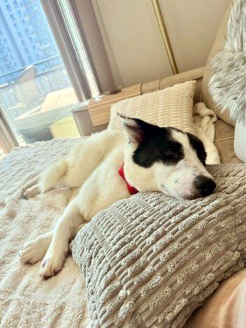 Enlarge Izzy, a ADOPTABLE mixed breed in Bedford Hills, NY image 2/6