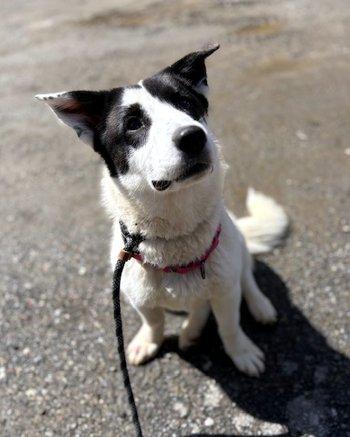 Enlarge Izzy, a ADOPTABLE mixed breed in Bedford Hills, NY image 3/6