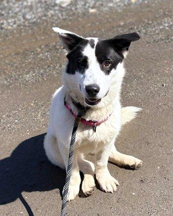 Enlarge Izzy, a ADOPTABLE mixed breed in Bedford Hills, NY image 4/6