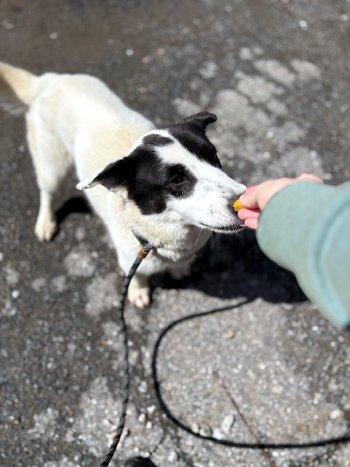 Enlarge Izzy, a ADOPTABLE mixed breed in Bedford Hills, NY image 5/6