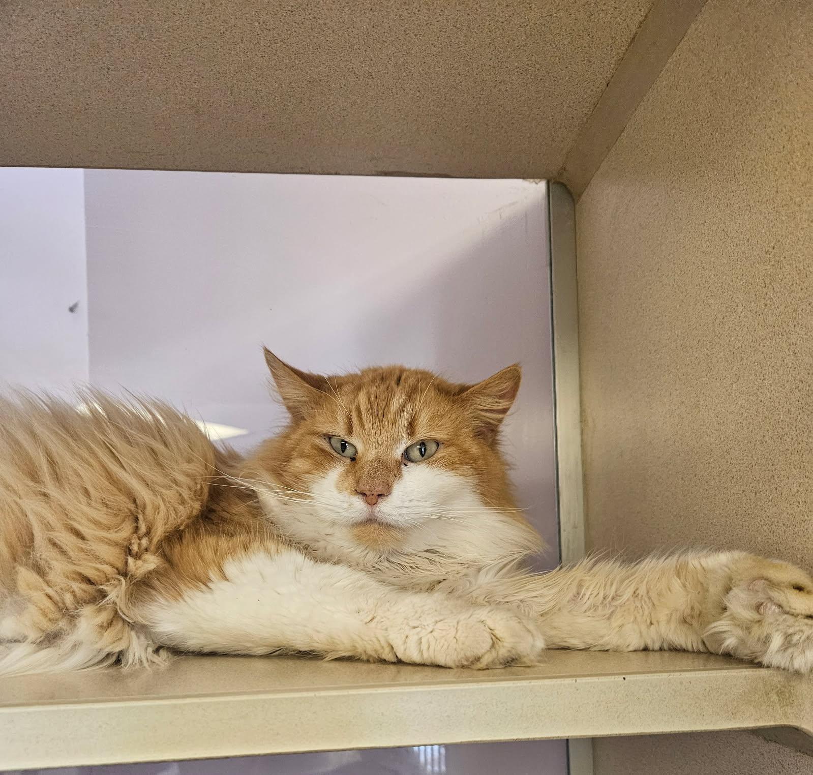 Buddy, ADOPTABLE, Adult Male Domestic Long Hair.