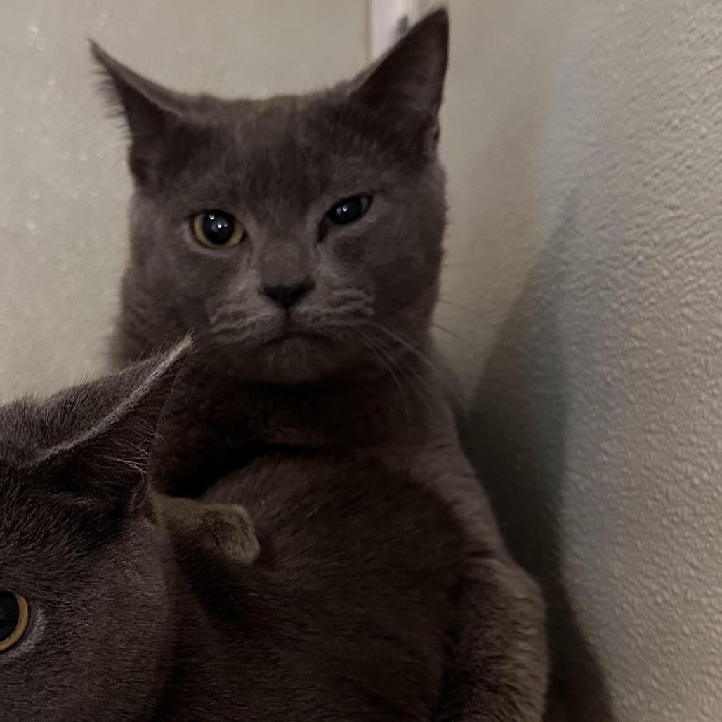 Enlarge Pebble, a Adoptable Domestic Short Hair in Chesapeake, VA image 1/2