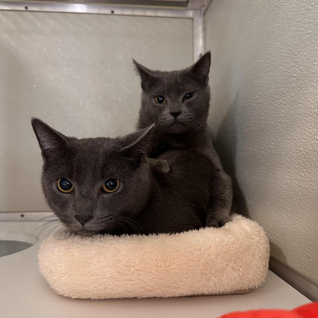 Enlarge Pebble, a Adoptable Domestic Short Hair in Chesapeake, VA image 2/2