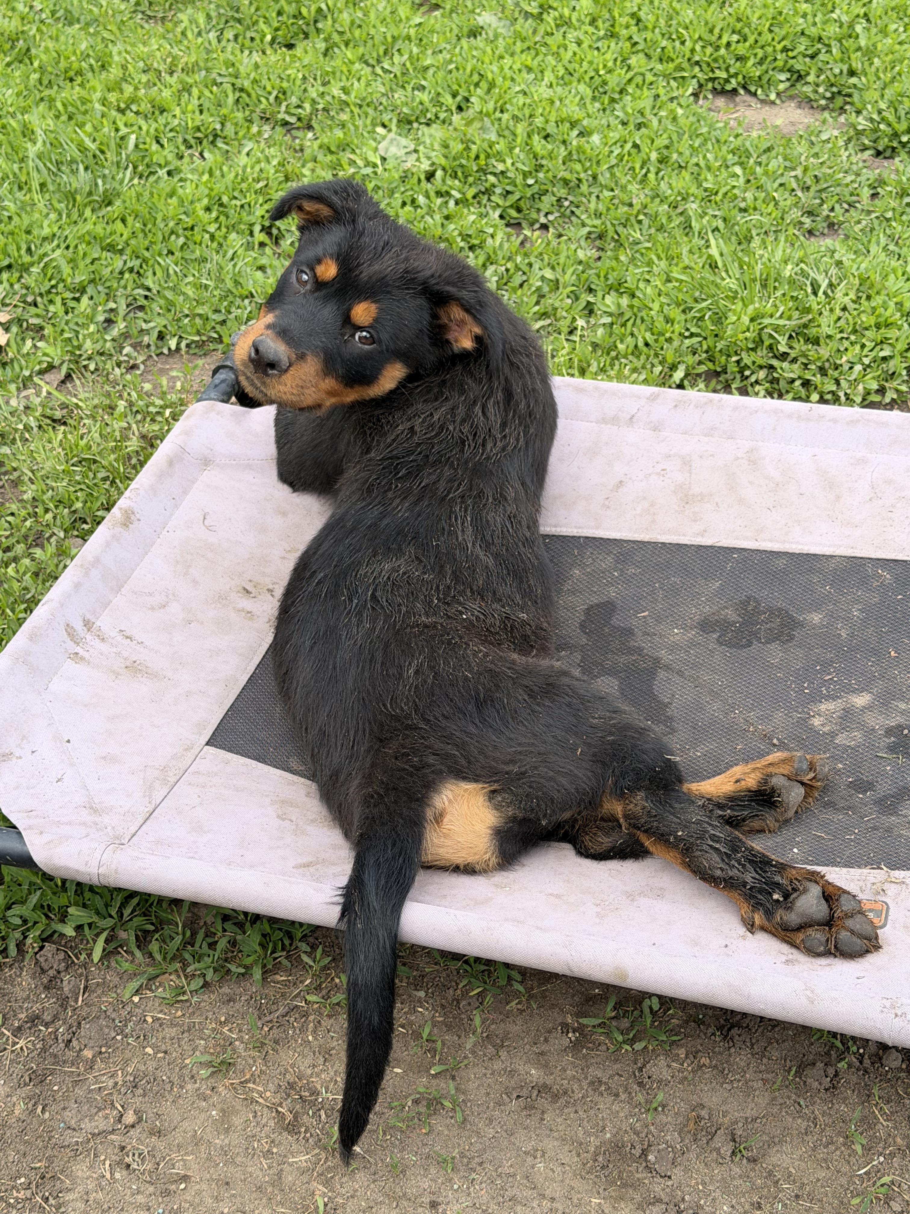 Iris, Adoptable, Puppy Female Rottweiler.