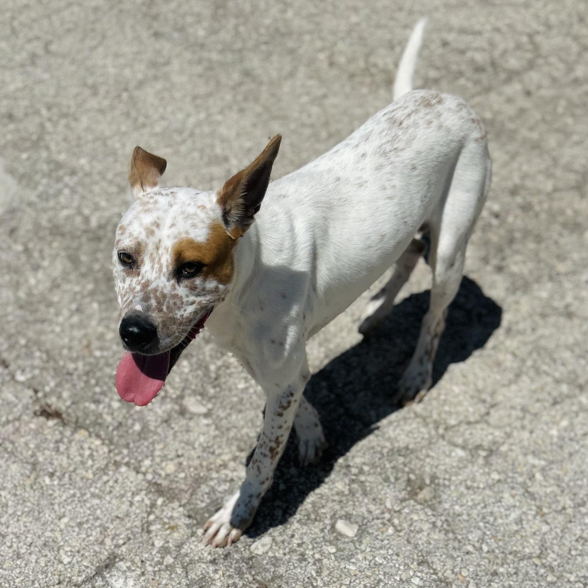 Enlarge Woody, a ADOPTABLE mixed breed in Seguin, TX image 3/6