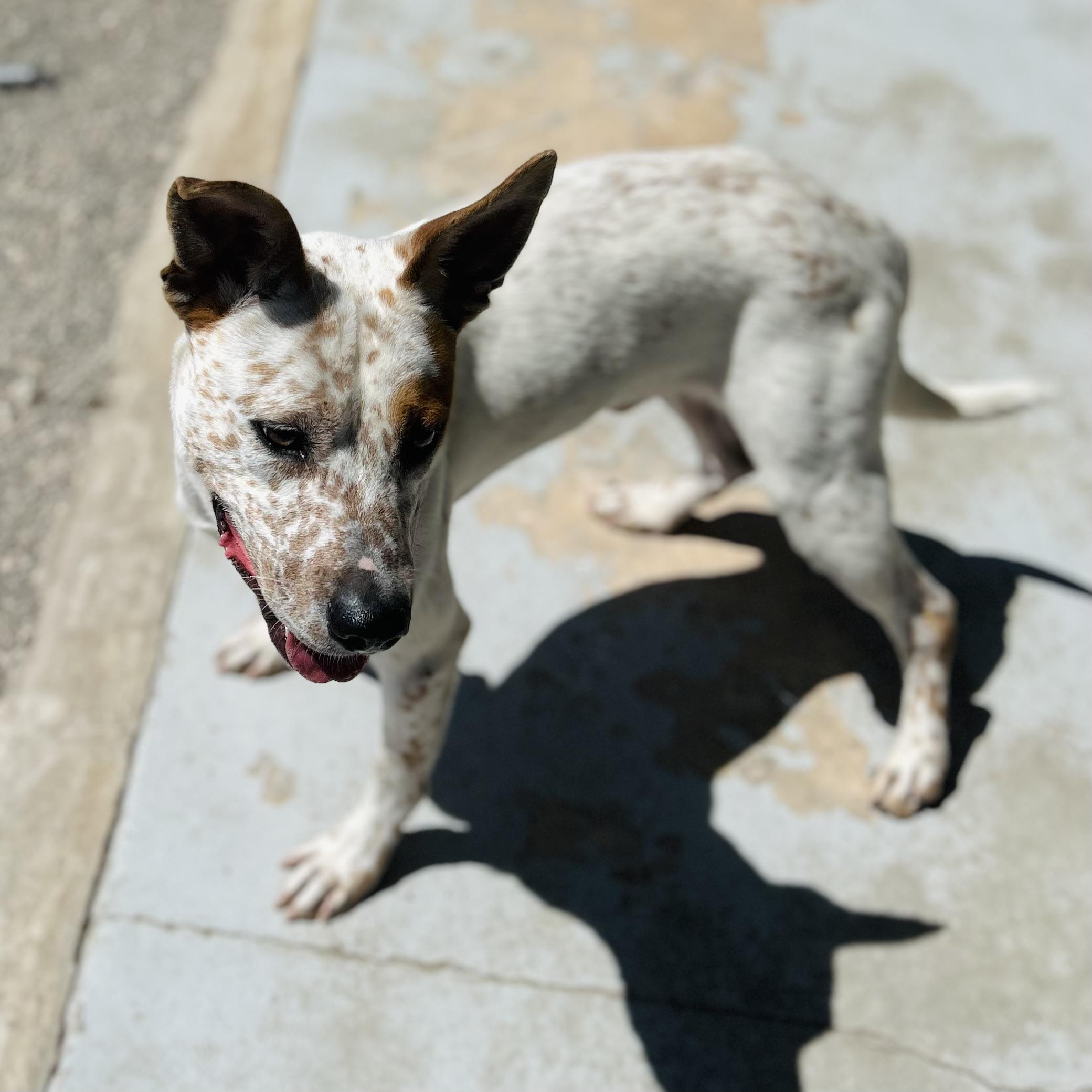 Enlarge Woody, a ADOPTABLE mixed breed in Seguin, TX image 5/6