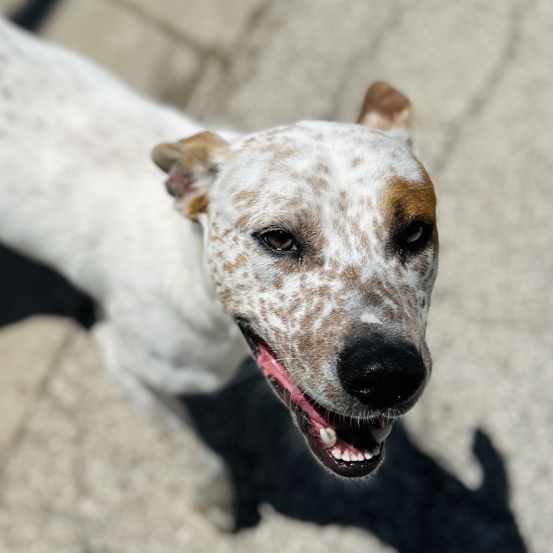 Enlarge Woody, a ADOPTABLE mixed breed in Seguin, TX image 1/6