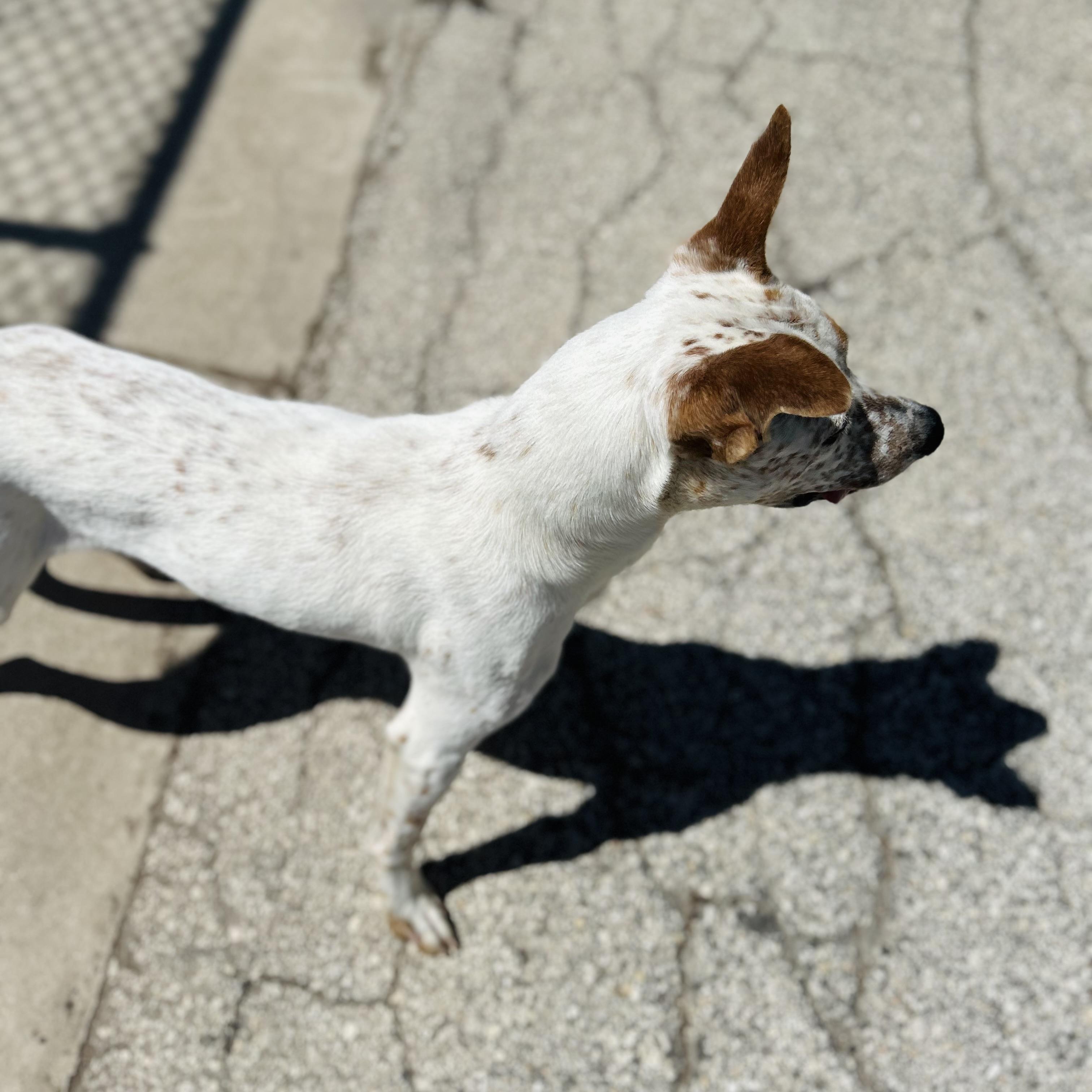 Enlarge Woody, a ADOPTABLE mixed breed in Seguin, TX image 4/6