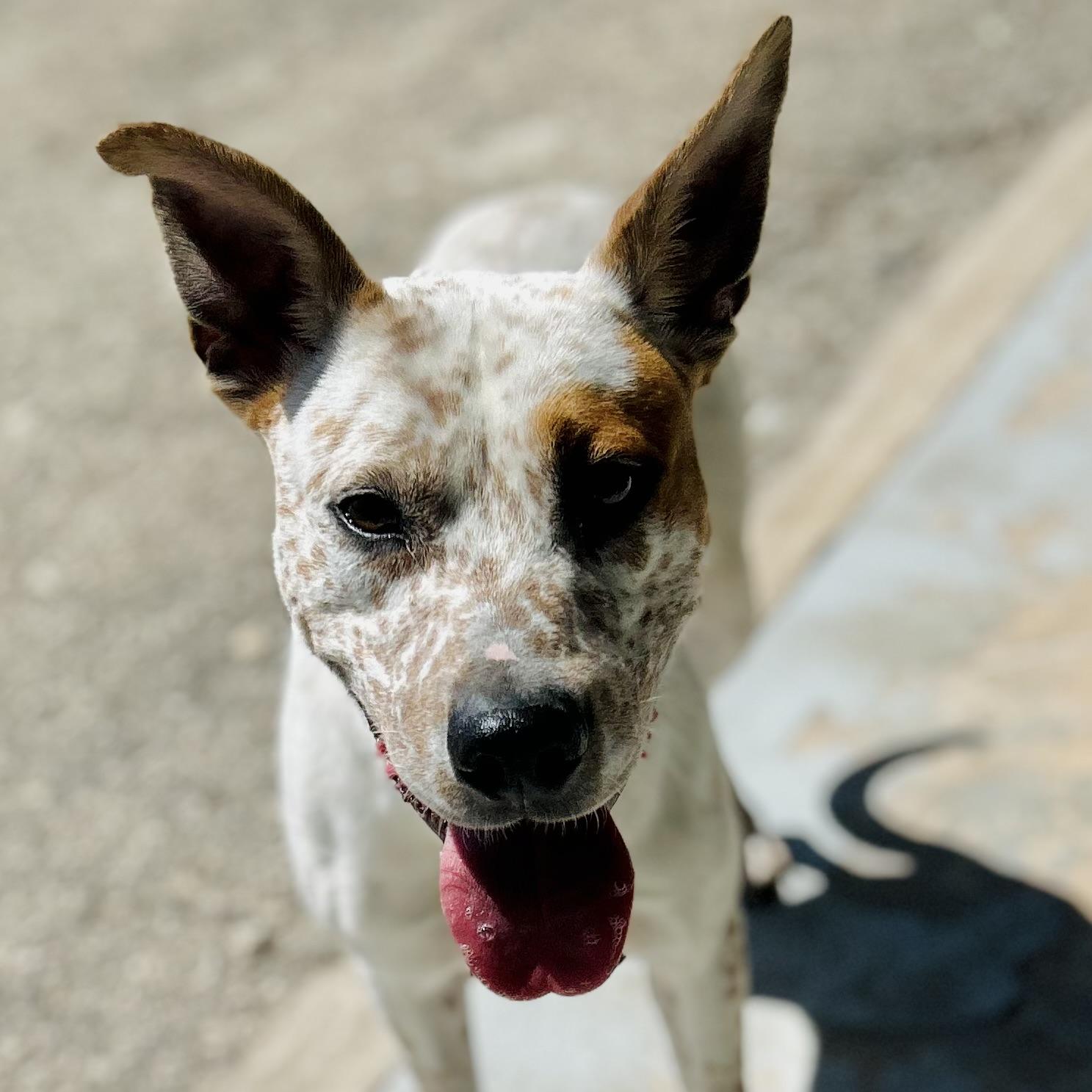 Enlarge Woody, a ADOPTABLE mixed breed in Seguin, TX image 6/6