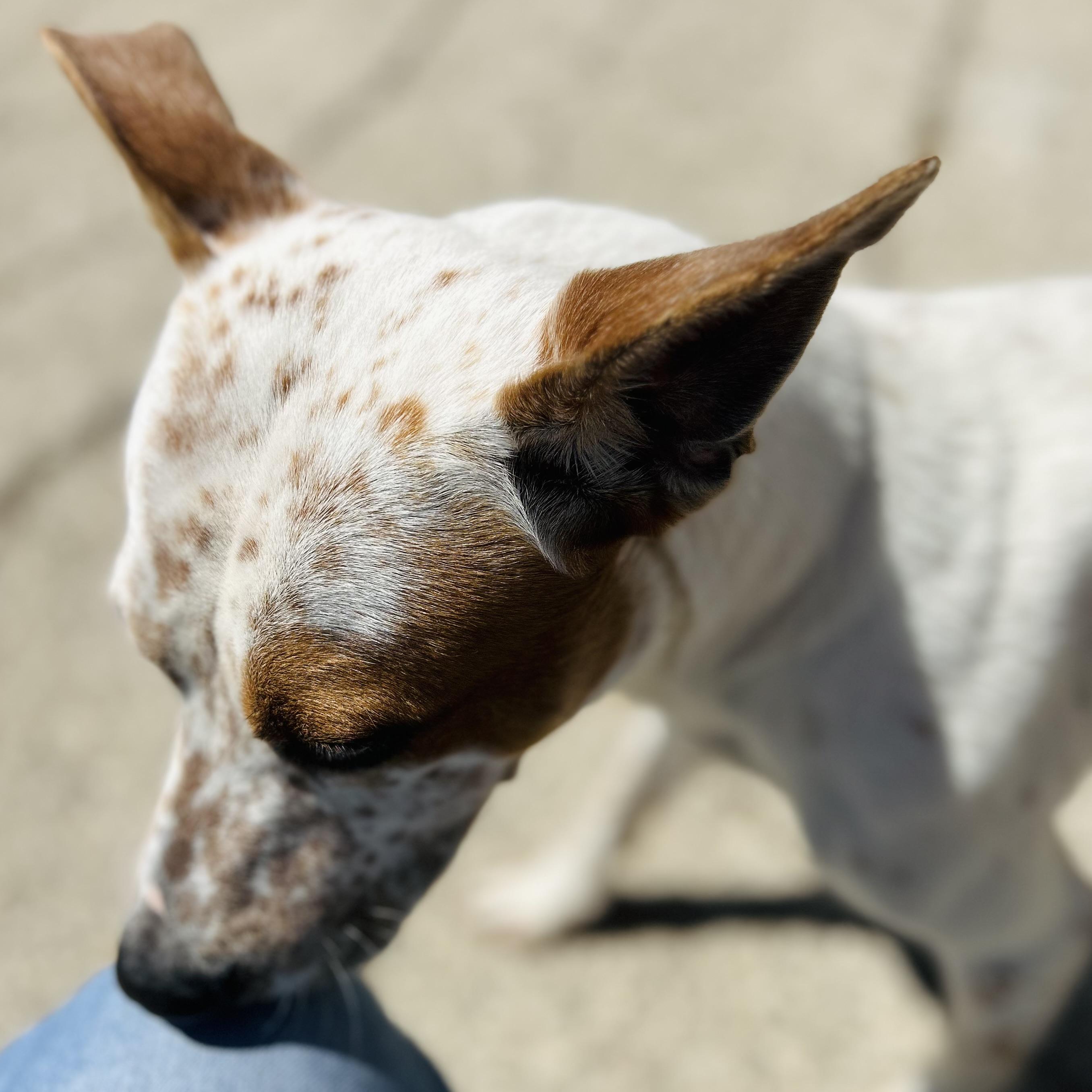 Enlarge Woody, a ADOPTABLE mixed breed in Seguin, TX image 2/6