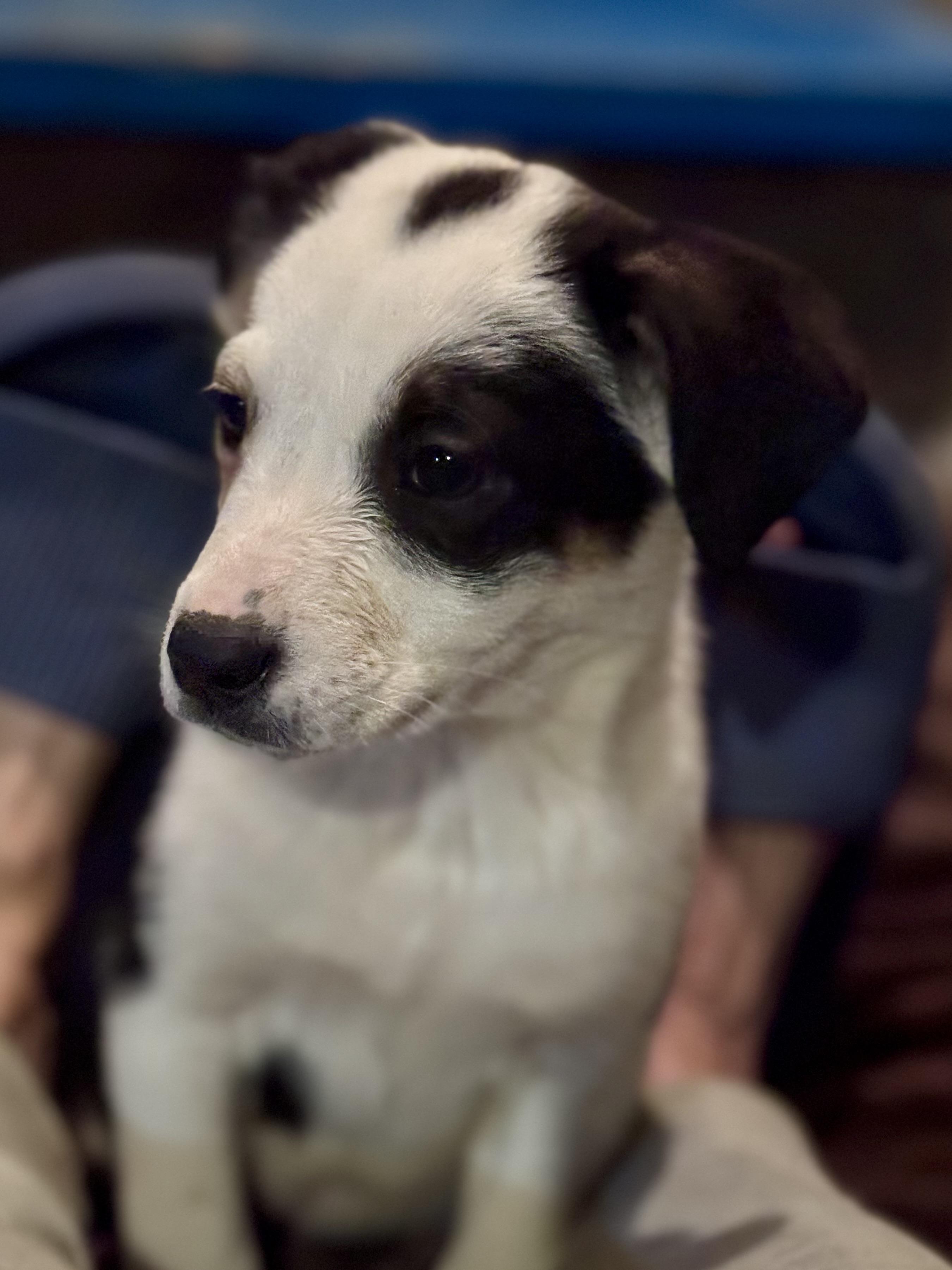 Enlarge Shania, a ADOPTABLE mixed breed in Washington, MO image 2/3