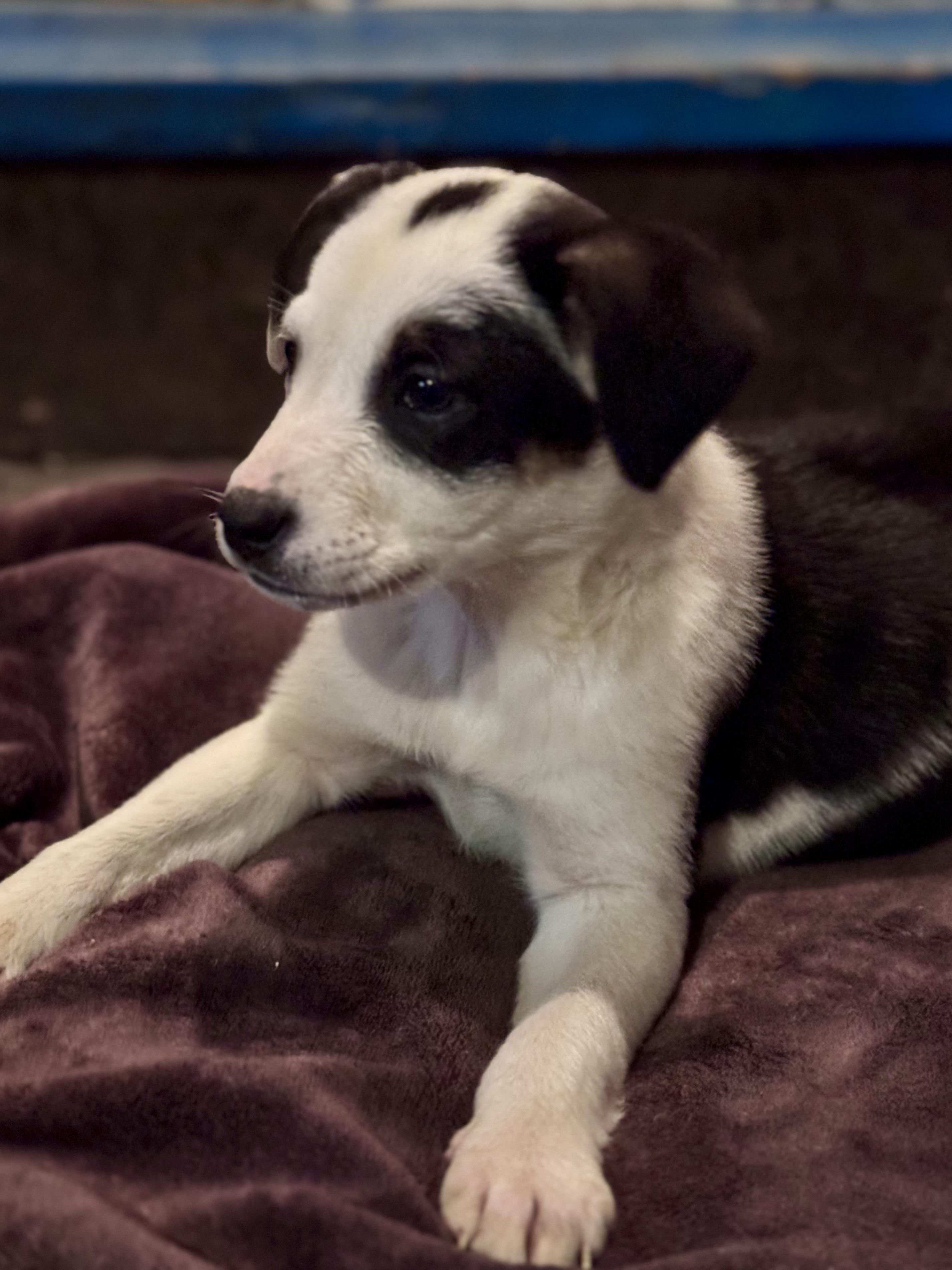 Enlarge Shania, a ADOPTABLE mixed breed in Washington, MO image 3/3