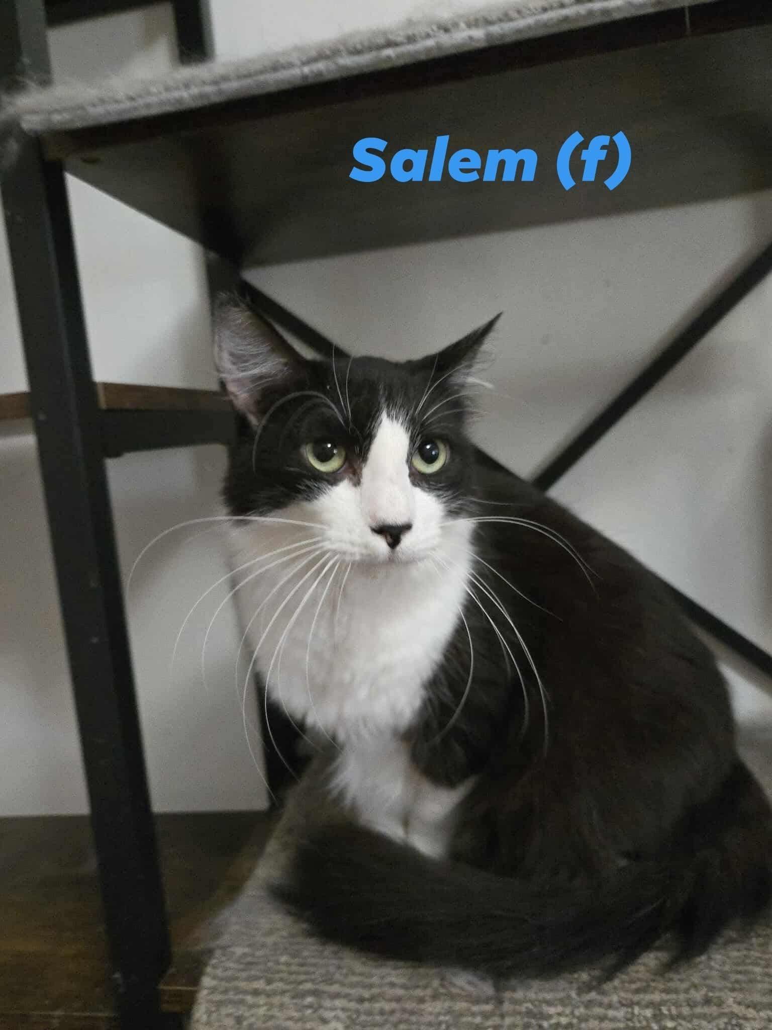 Enlarge Salem, a Adoptable Domestic Long Hair in Concord, CA image 1/1