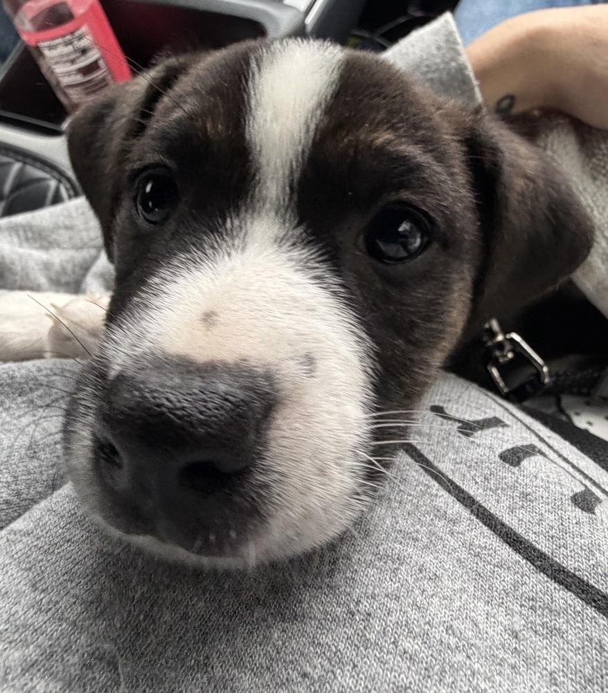 Melody, Adoptable, Puppy Female Australian Cattle Dog / Blue Heeler & Australian Cattle Dog / Blue Heeler.