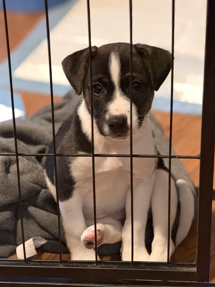 Melody, a Adoptable mixed breed in Irwin, PA image 2/6