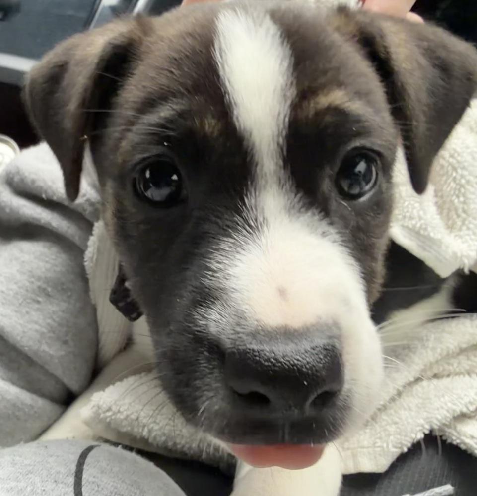 Melody, a Adoptable mixed breed in Irwin, PA image 3/6