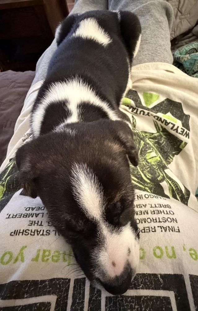 Melody, a Adoptable mixed breed in Irwin, PA image 6/6