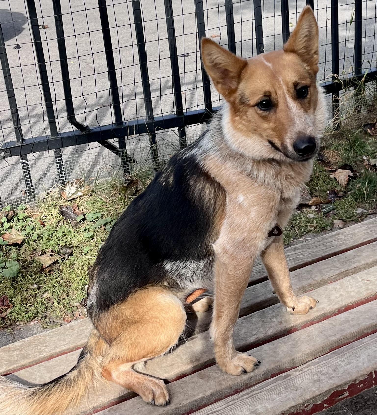 Marie, Adopted, Young Female Mixed Breed.