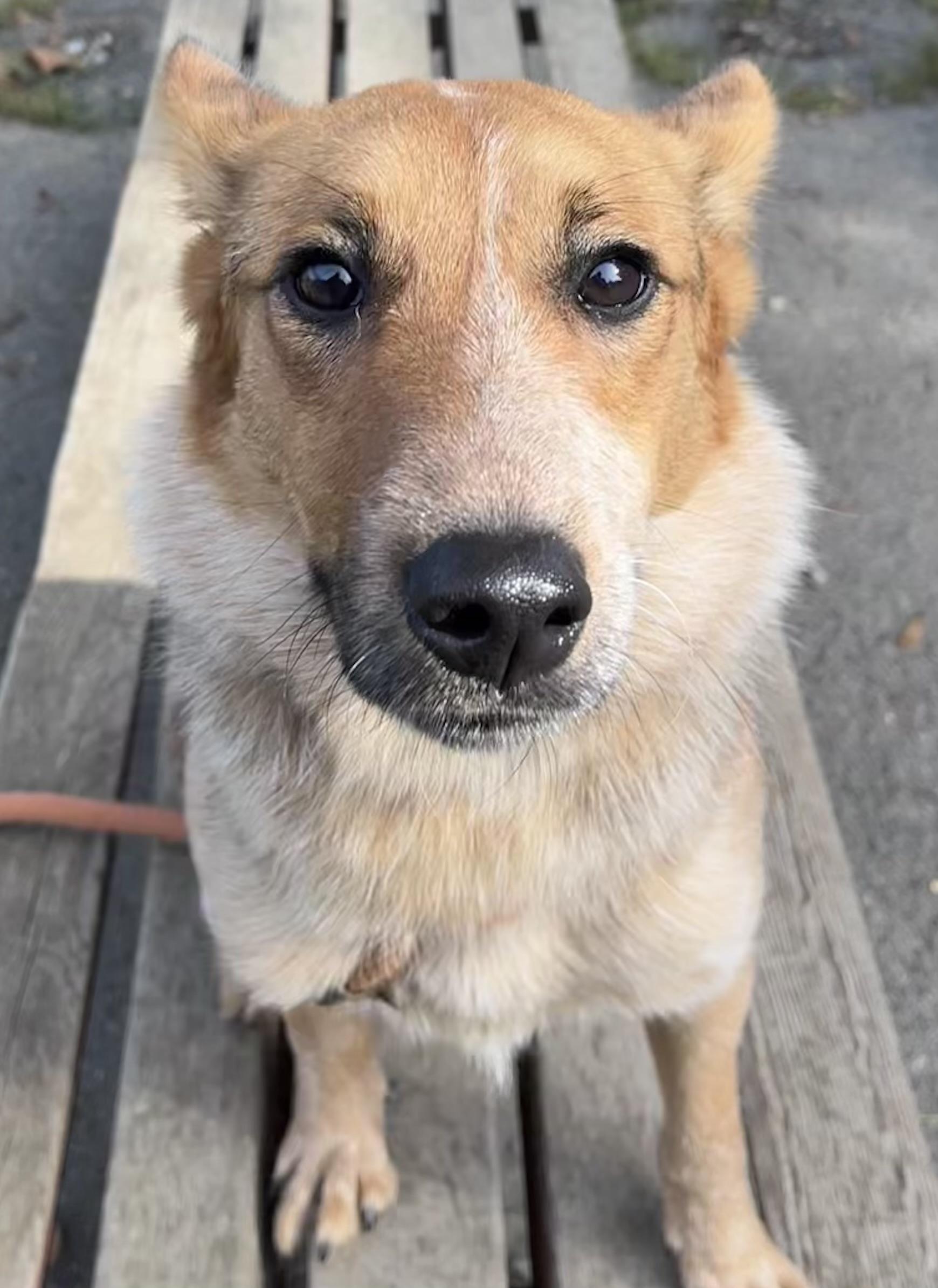 Enlarge Marie, a Adopted mixed breed in Buffalo, NY image 5/5