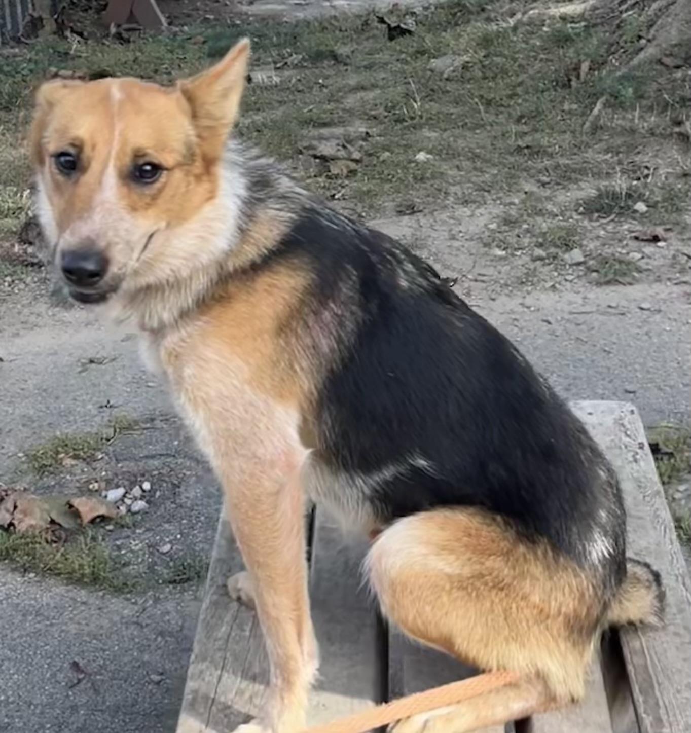 Enlarge Marie, a Adopted mixed breed in Buffalo, NY image 4/5