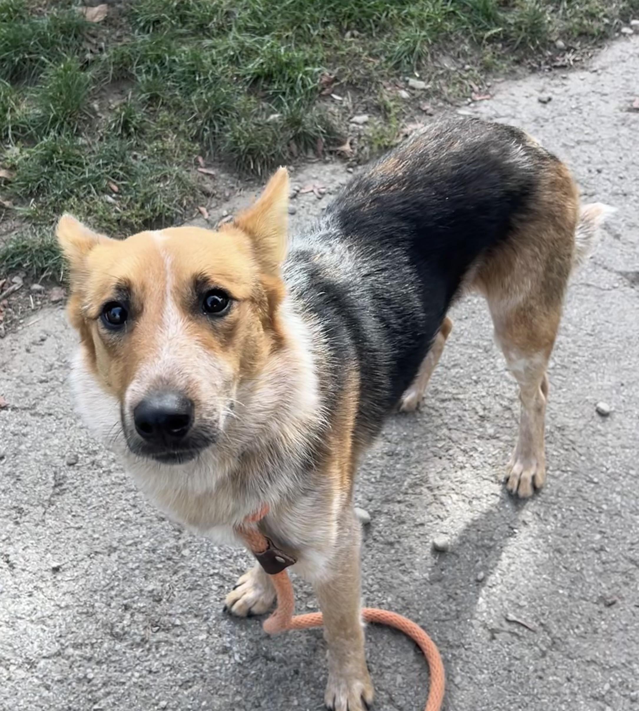 Enlarge Marie, a Adopted mixed breed in Buffalo, NY image 2/5