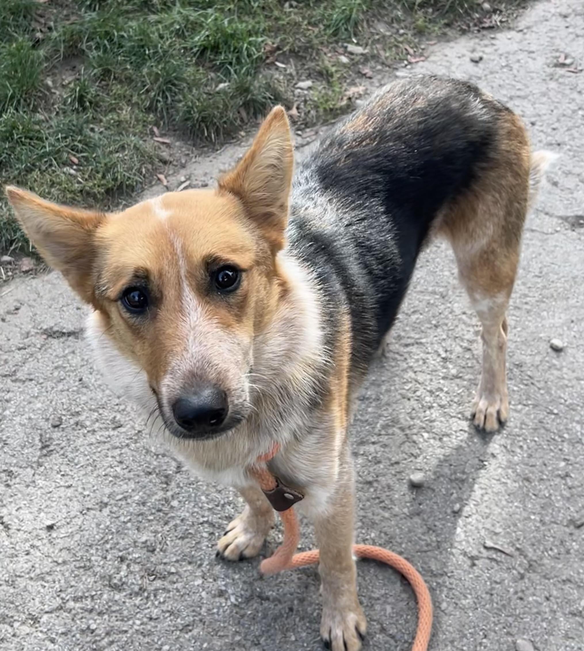 Enlarge Marie, a Adopted mixed breed in Buffalo, NY image 3/5