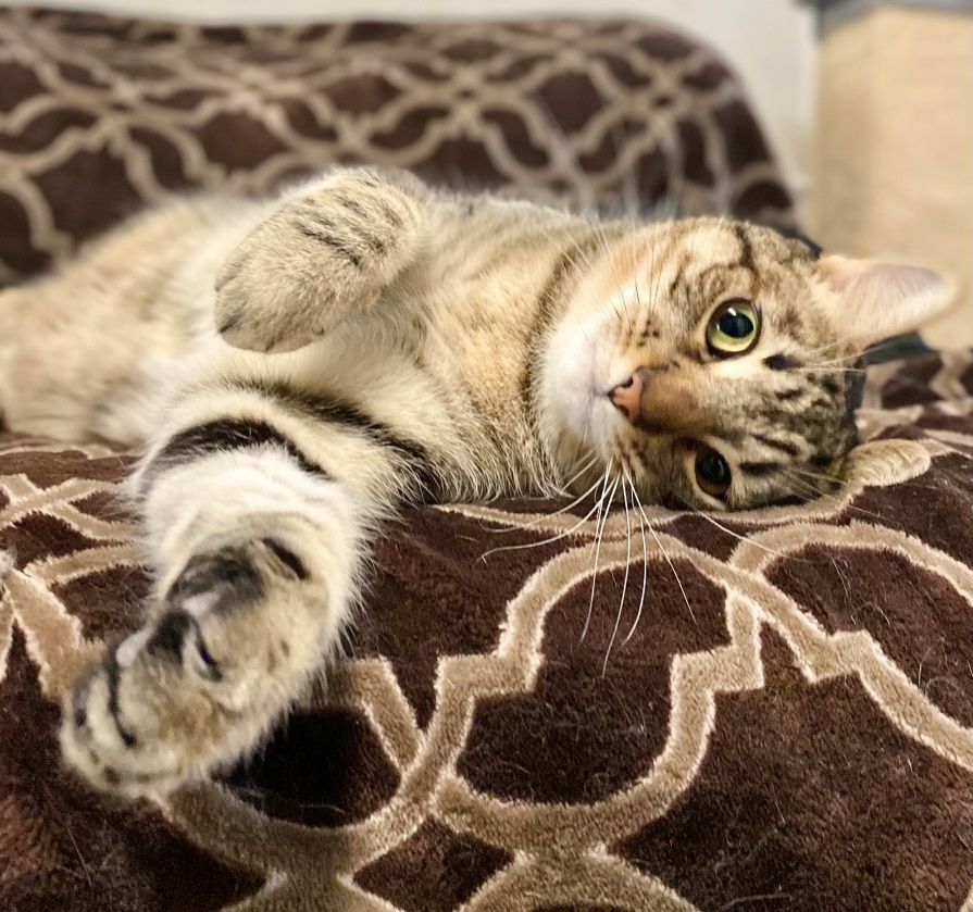 Enlarge Sky, a Adoptable Domestic Short Hair in Midway City, CA image 1/13